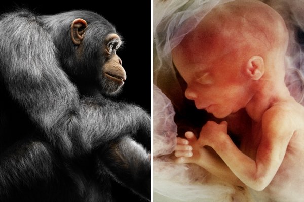 Apes could be given more human rights than unborn babies in Spain