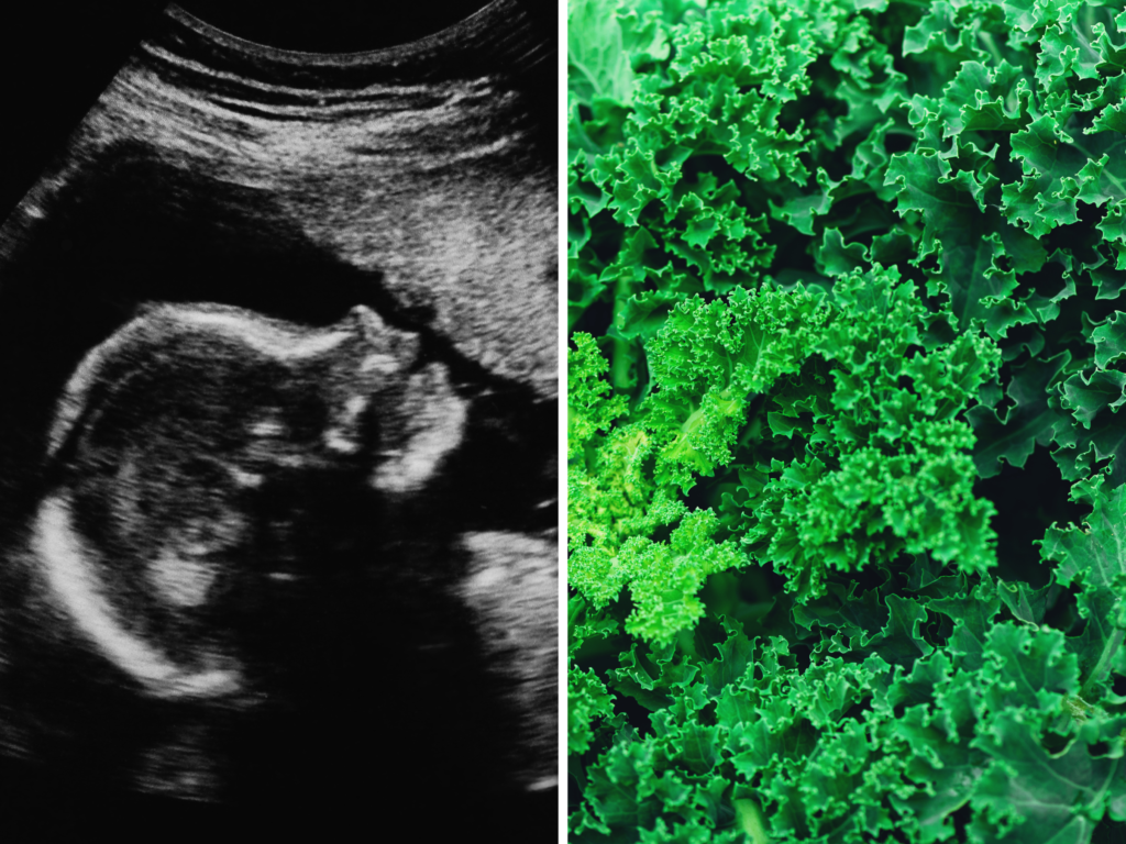 unborn baby vegetable