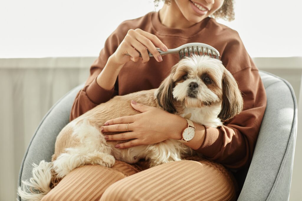 Portrait,Of,Cute,Long,Haired,Dog,Enjoying,Brushing,And,Pet